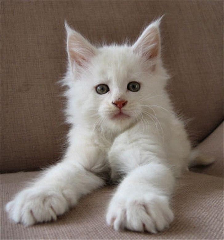 Maine Coon Tickle Me billede 7