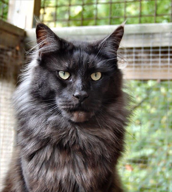 Maine Coon Tickle Me billede 8