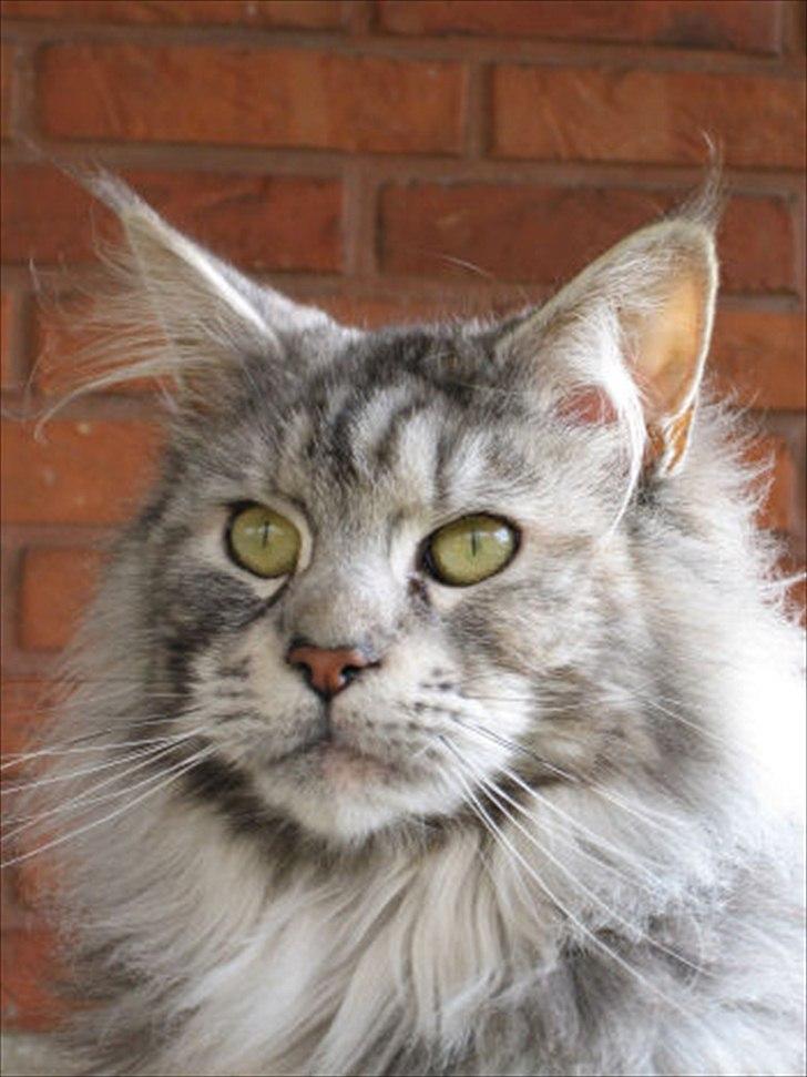 Maine Coon Tickle Me - Mor - cherrie billede 9
