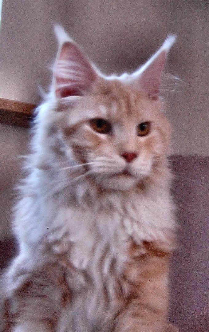 Maine Coon FireBoy billede 1