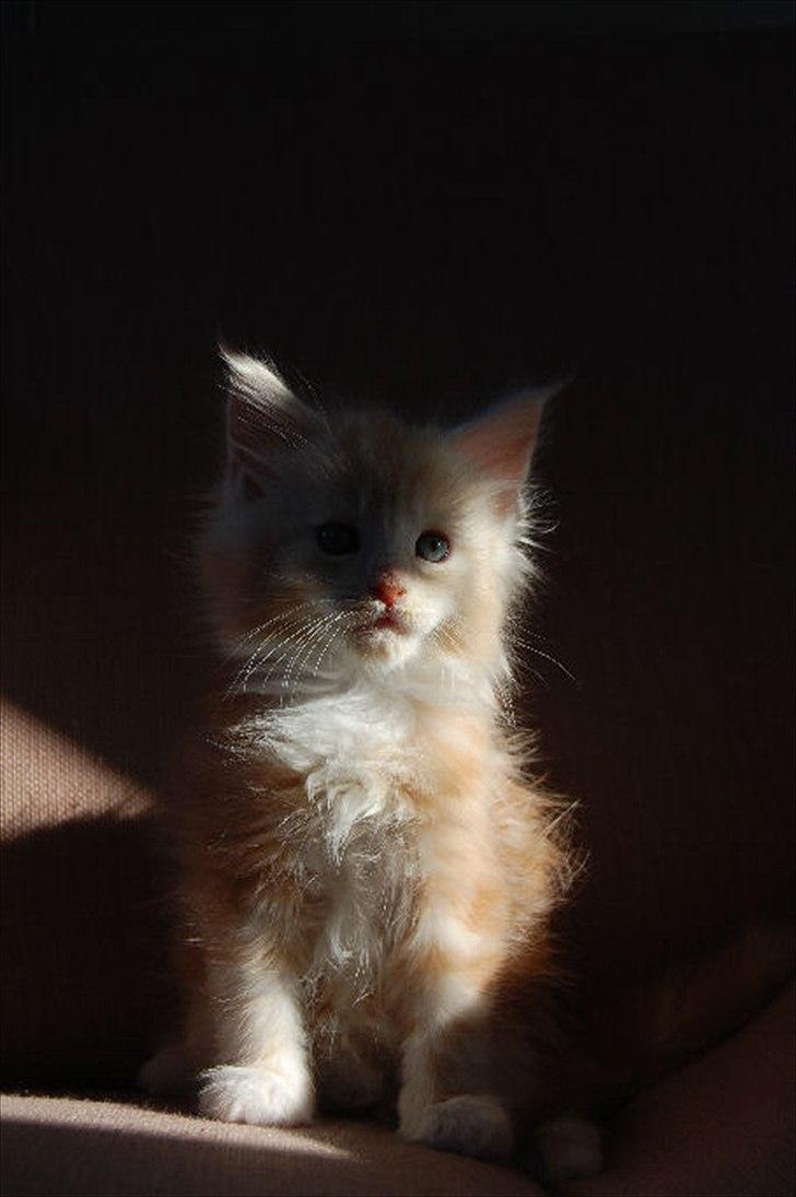 Maine Coon FireBoy billede 2