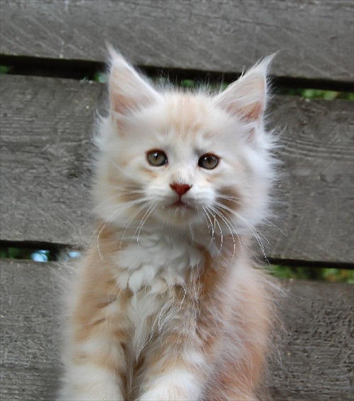 Maine Coon FireBoy billede 3