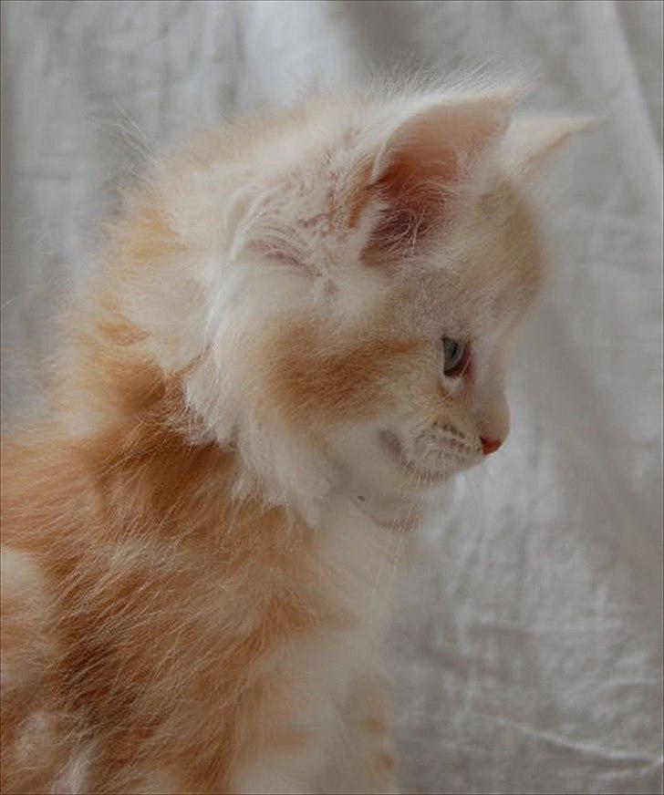 Maine Coon FireBoy billede 4