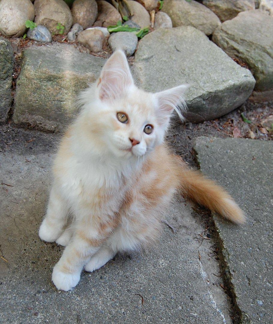 Maine Coon FireBoy billede 5