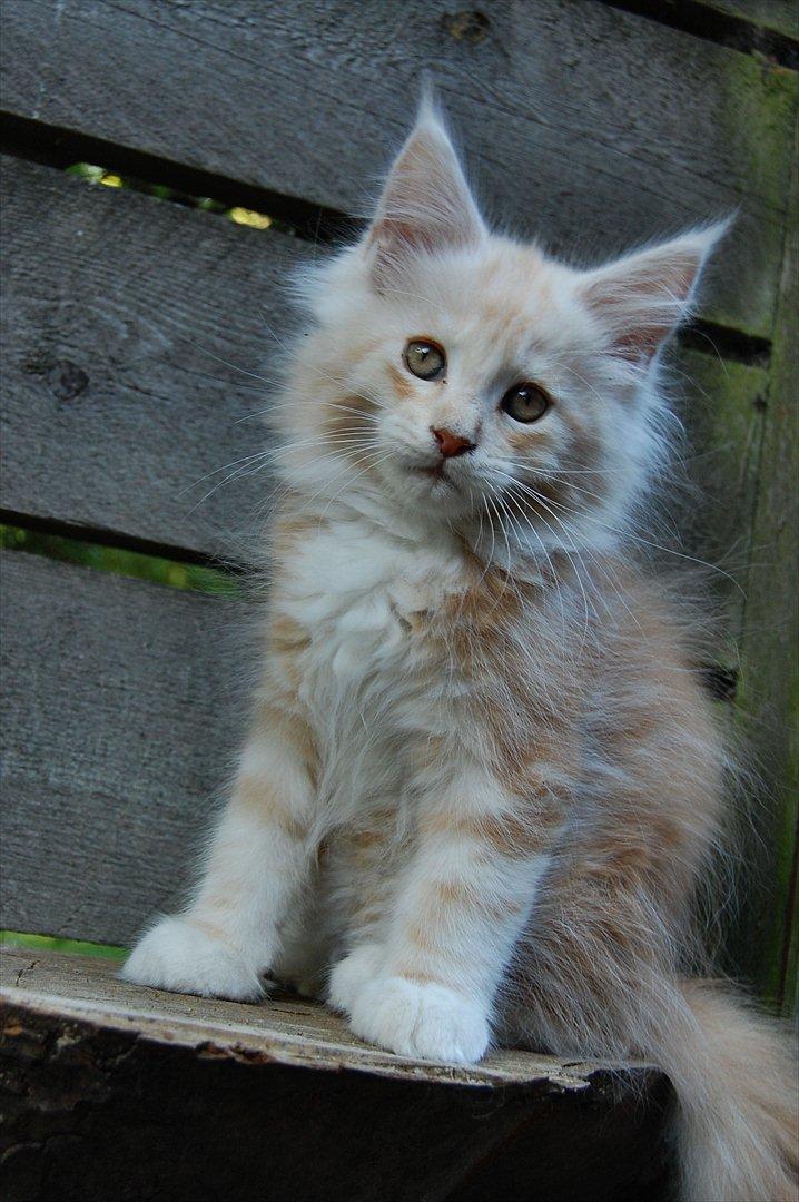 Maine Coon FireBoy billede 6