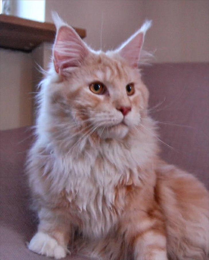 Maine Coon FireBoy billede 7