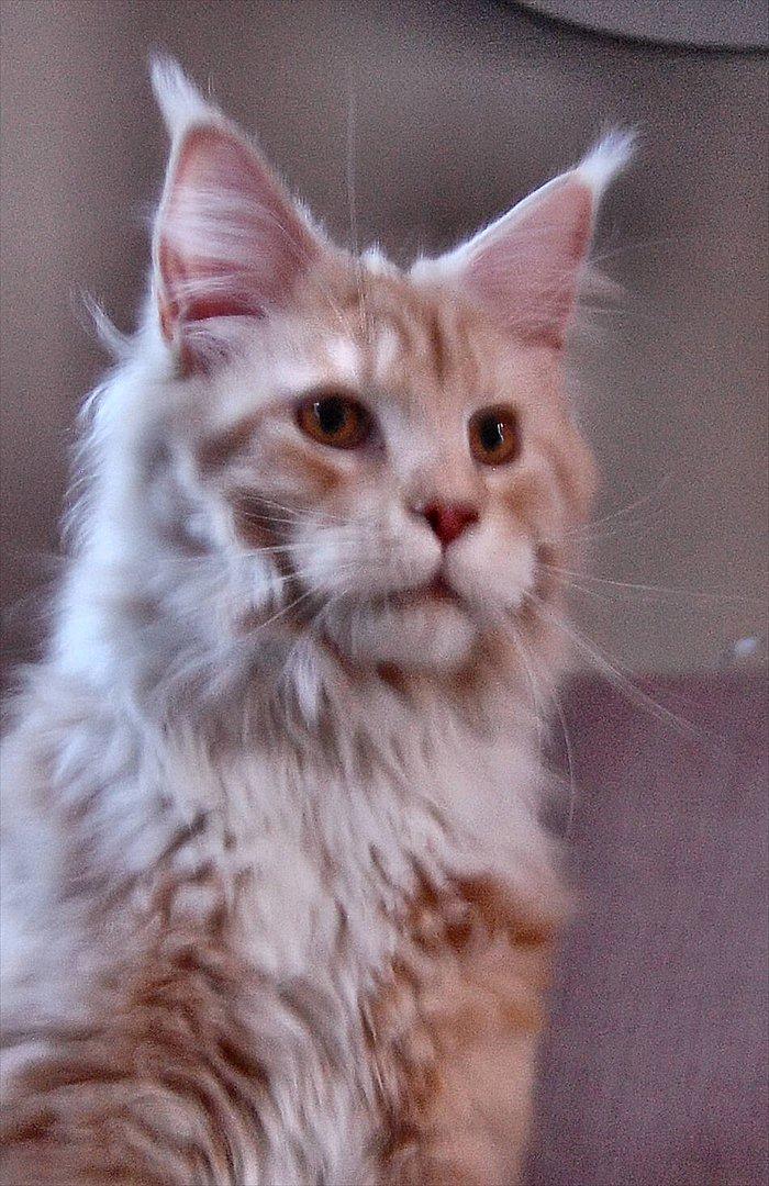 Maine Coon FireBoy billede 8