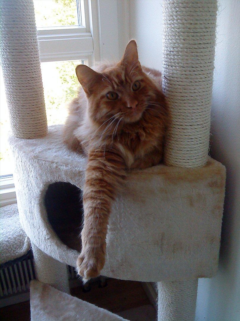 Maine Coon Joe the Bandit (Bandit) billede 2