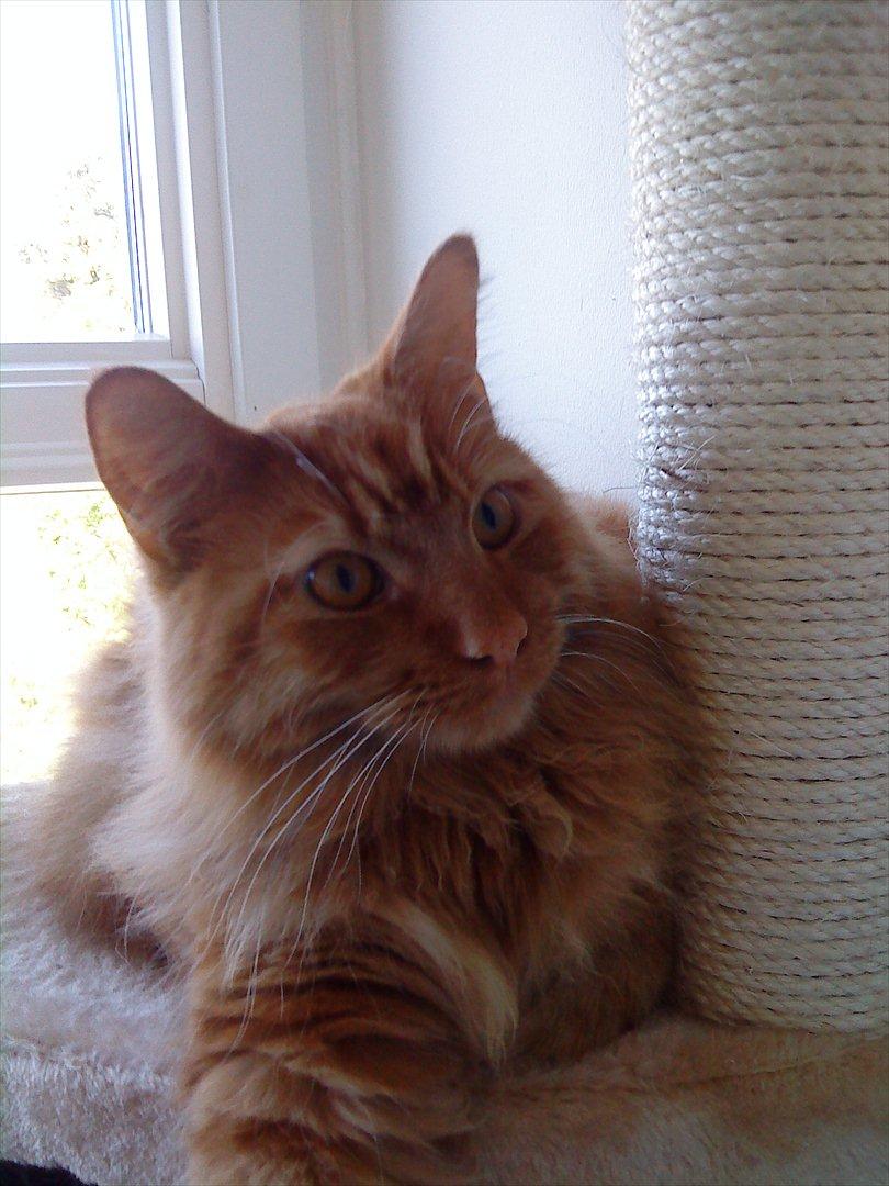 Maine Coon Joe the Bandit (Bandit) billede 3
