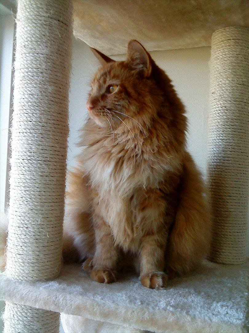 Maine Coon Joe the Bandit (Bandit) billede 1
