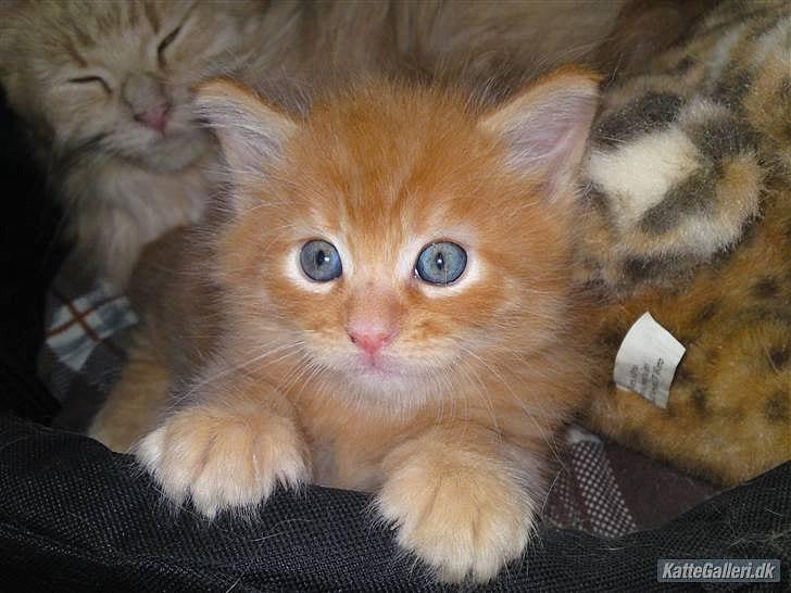 Maine Coon Joe the Bandit (Bandit) billede 16