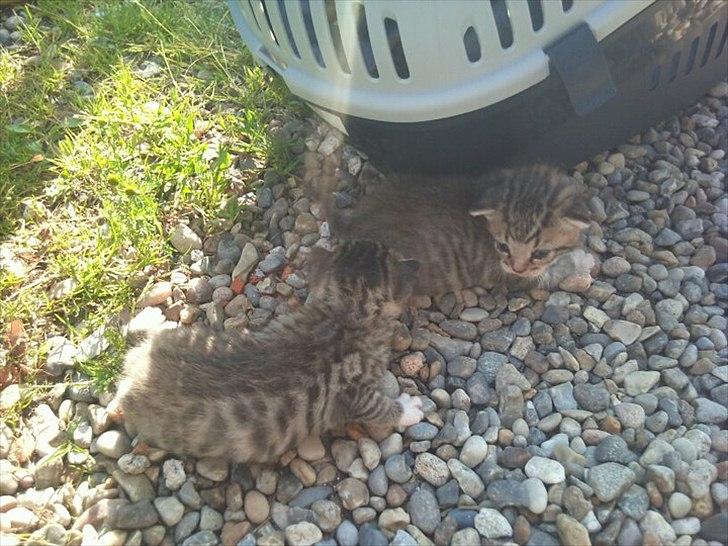 Huskat Simon - Mig og min søster ude for første gang d 10 juli 2011. Jeg er den tættest på kassen billede 8