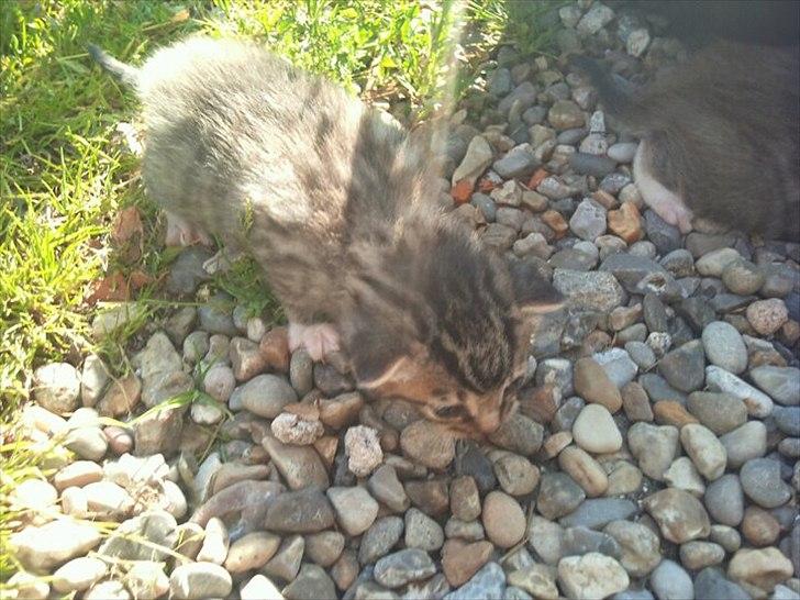 Huskat Simon - Mig, ude for første gang d 10 juli 2011 billede 2