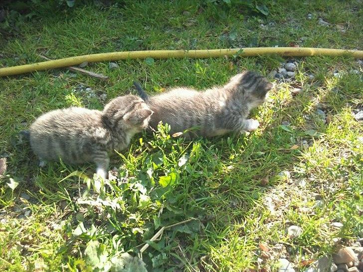 Huskat Simon - Mig og min søster d 10 juli 2011 billede 9