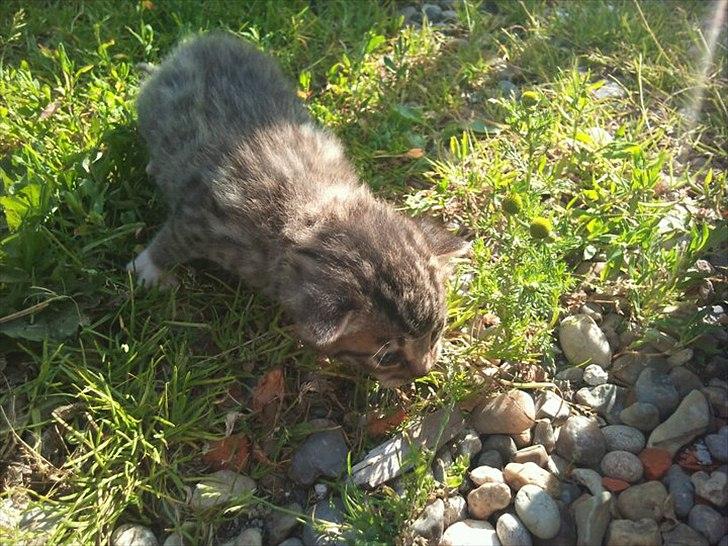 Huskat Simone - mig ude for første gang d 10 juli 2011 billede 9