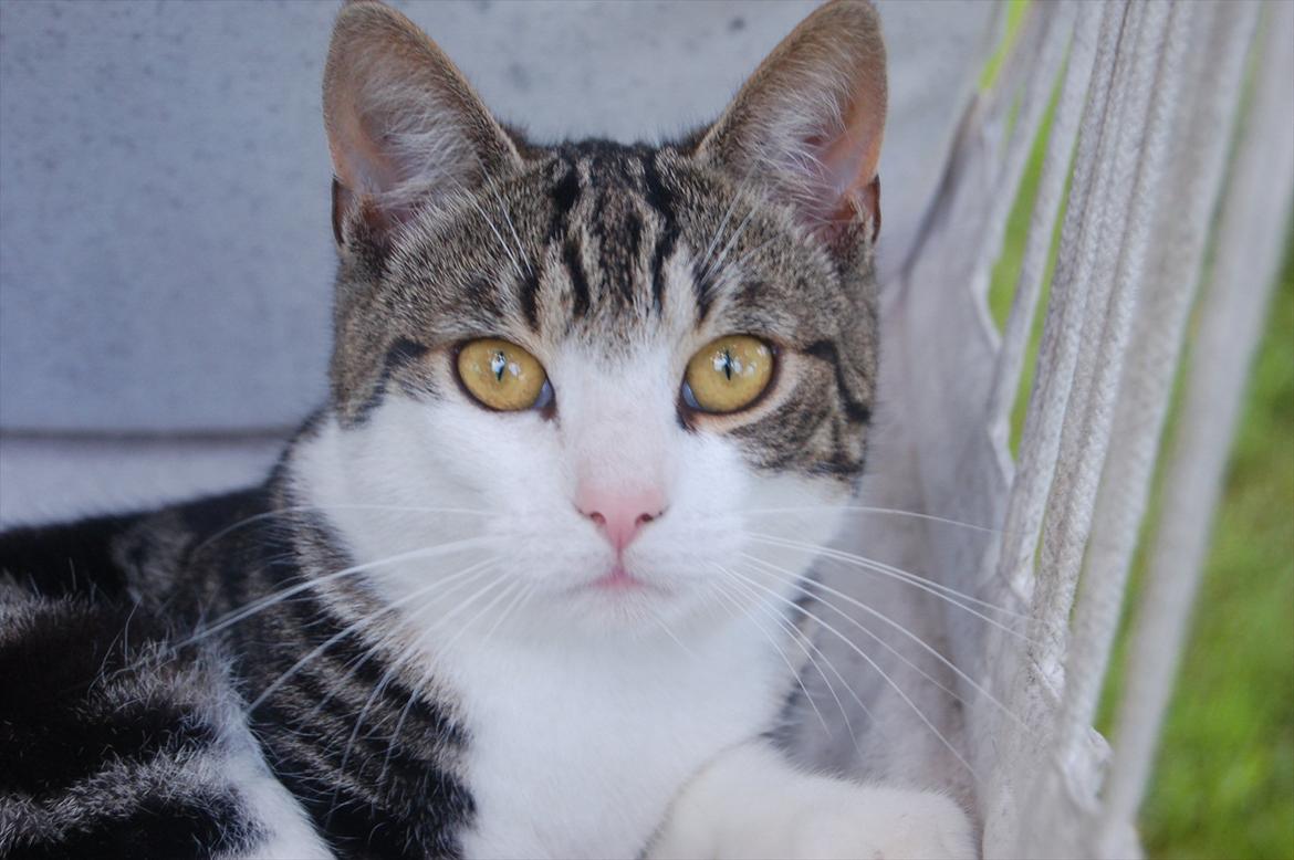 Huskat Belsebub billede 1