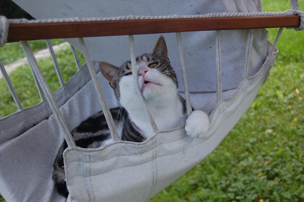 Huskat Belsebub billede 2