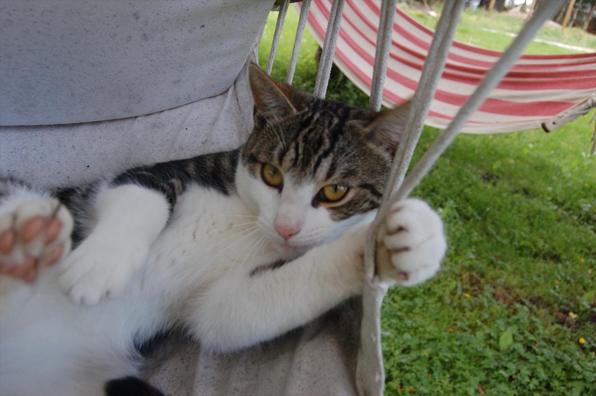 Huskat Belsebub billede 3