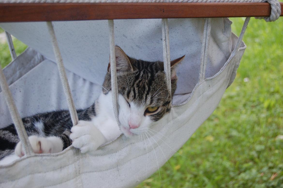 Huskat Belsebub billede 4