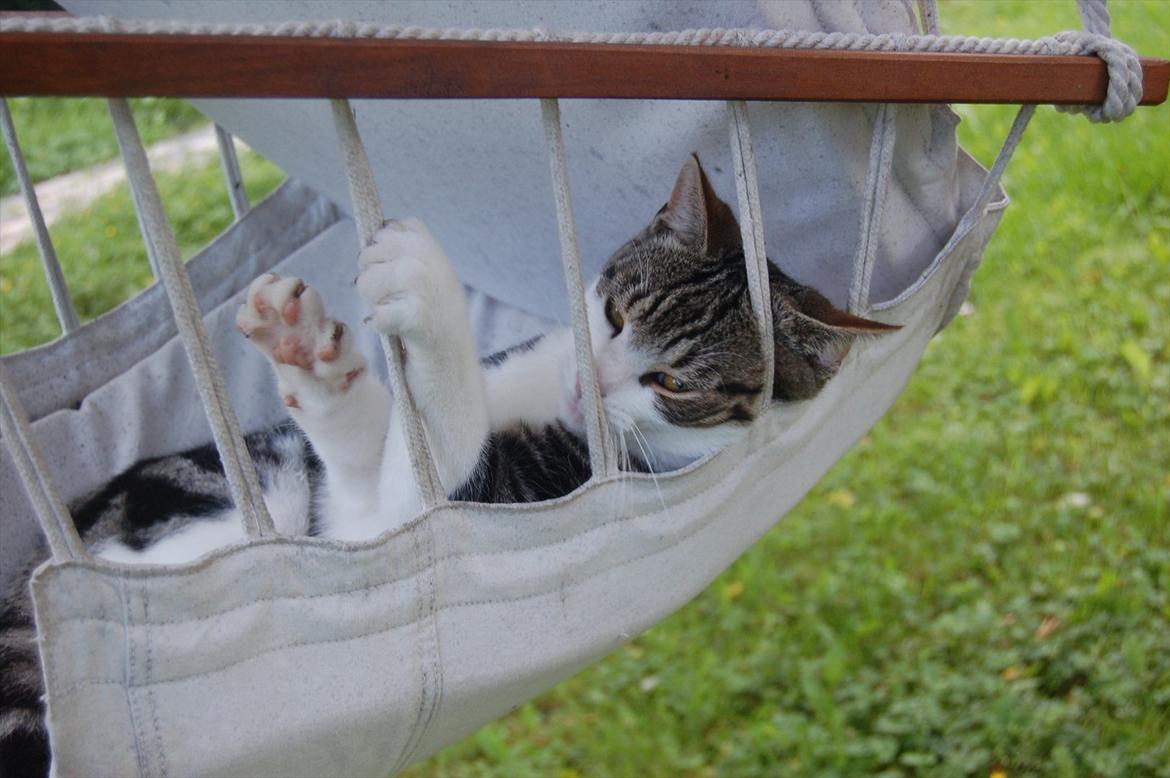 Huskat Belsebub billede 5