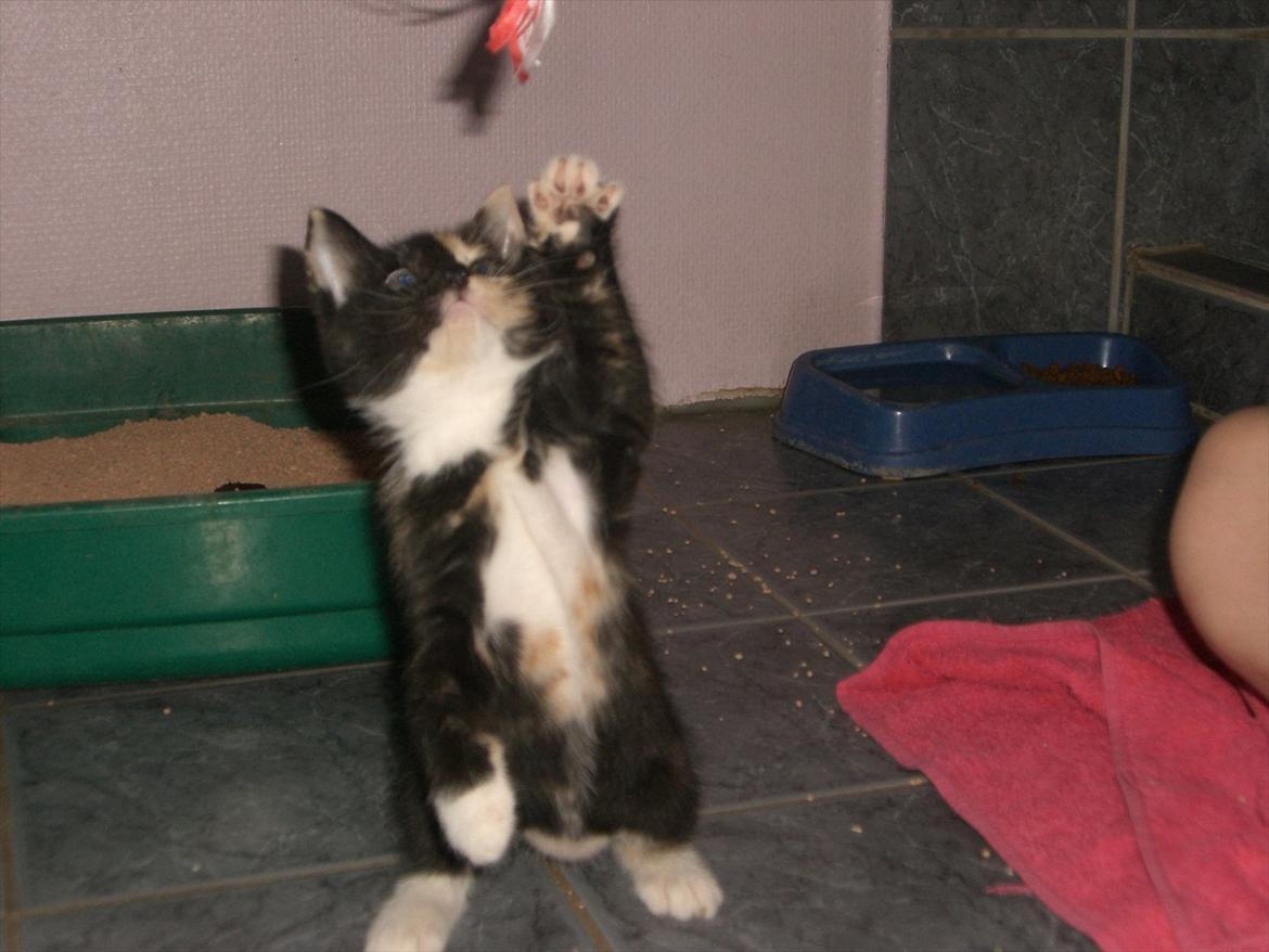 Huskat Diva Solgt og savnet;'( billede 2