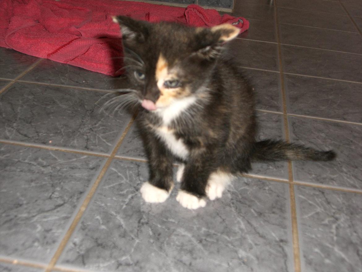 Huskat Diva Solgt og savnet;'( billede 3