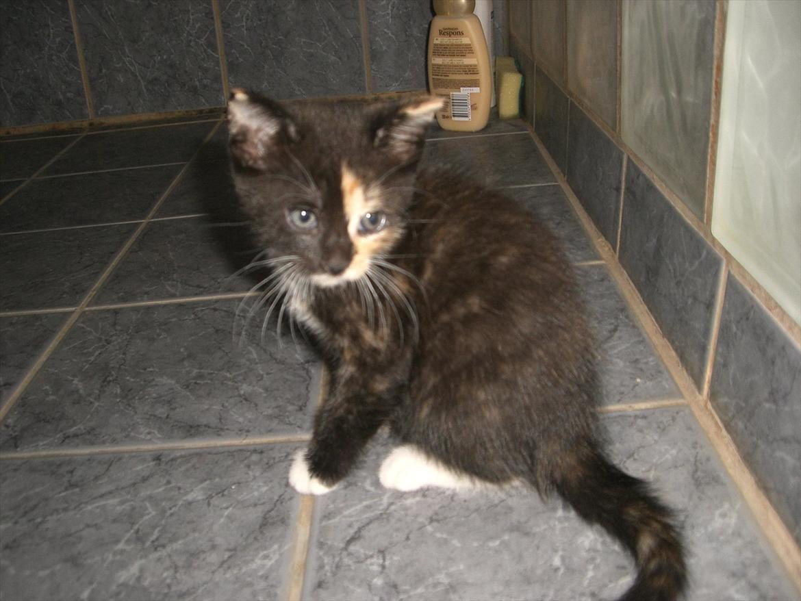 Huskat Diva Solgt og savnet;'( billede 4