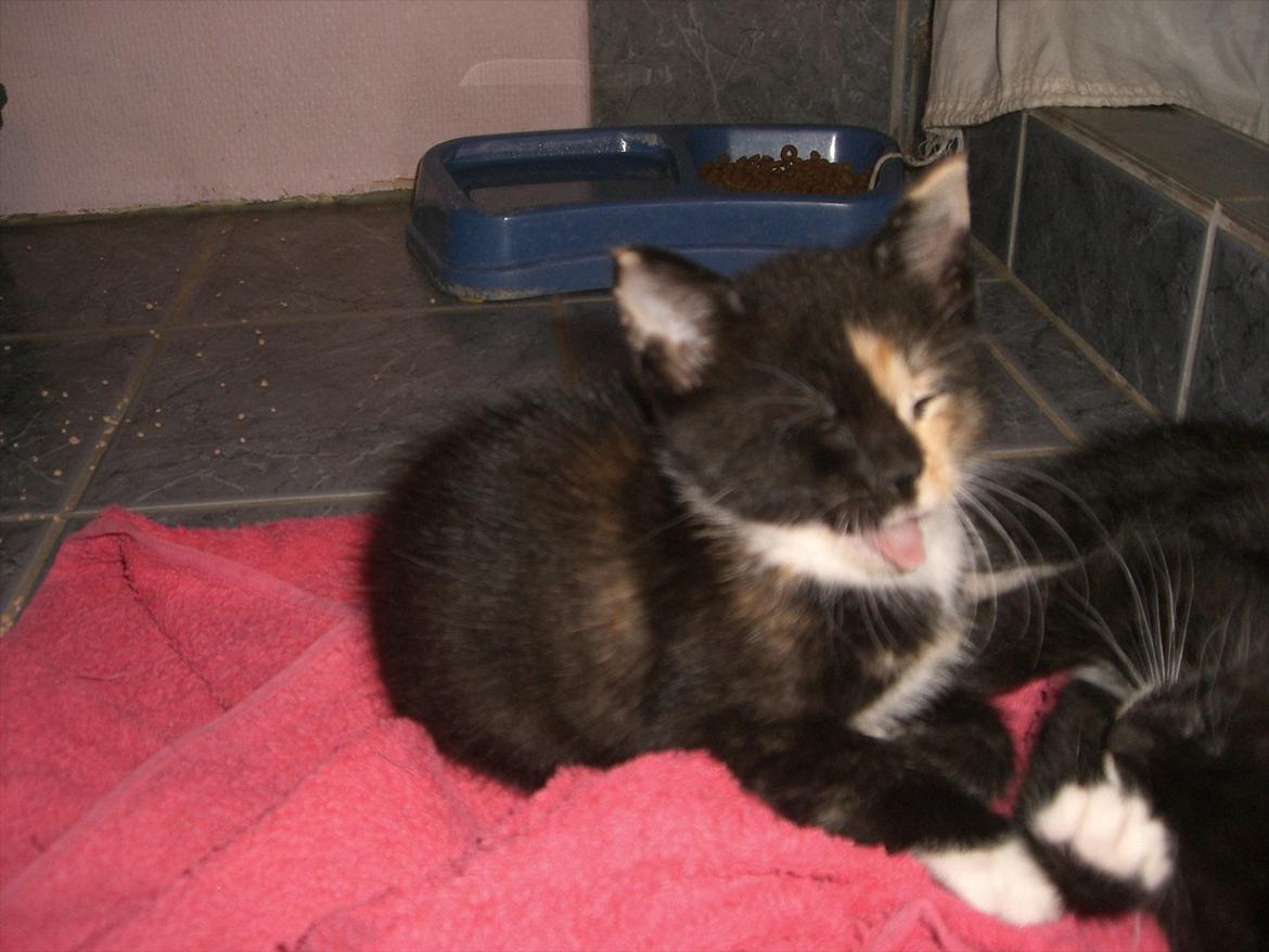 Huskat Diva Solgt og savnet;'( billede 5