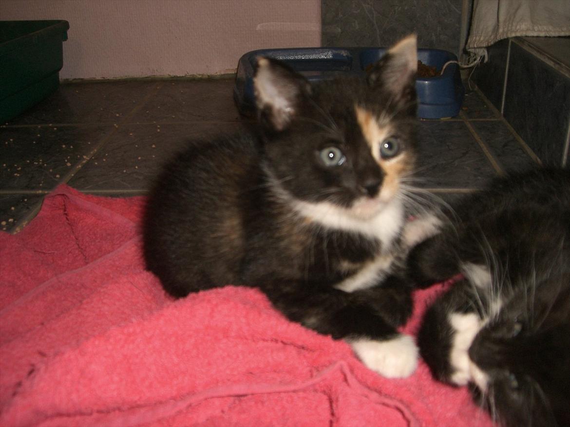 Huskat Diva Solgt og savnet;'( billede 6