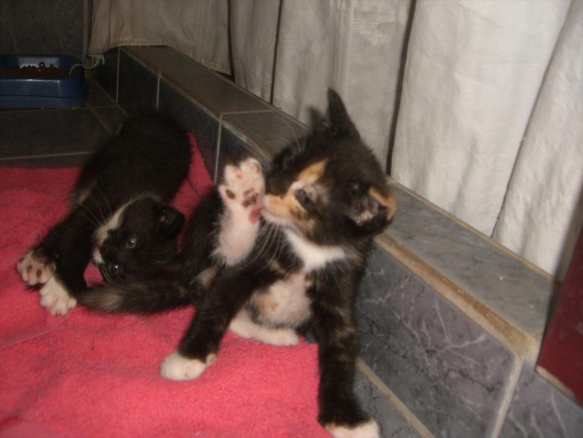 Huskat Diva Solgt og savnet;'( billede 7