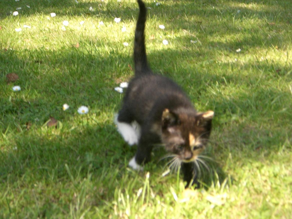 Huskat Diva Solgt og savnet;'( billede 8