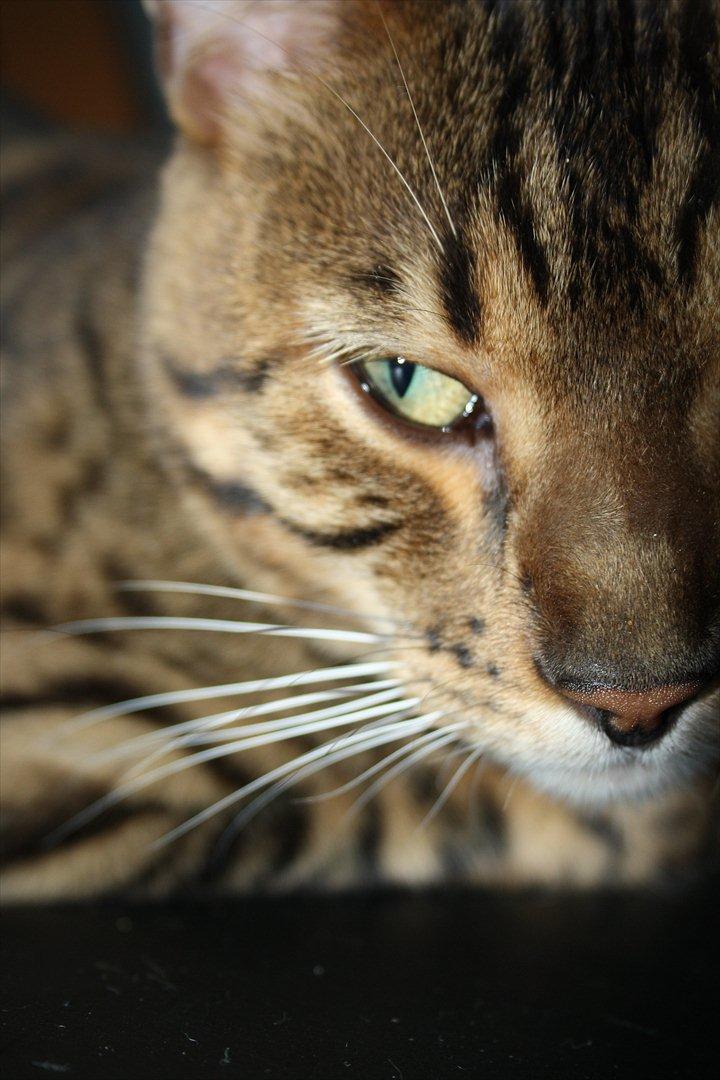 Bengal Baloo billede 3