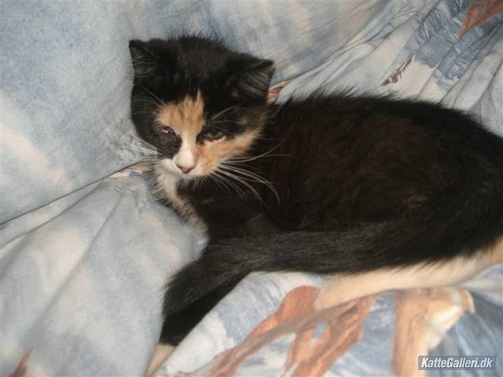 Huskat Gucci solgt & savnet :( billede 2