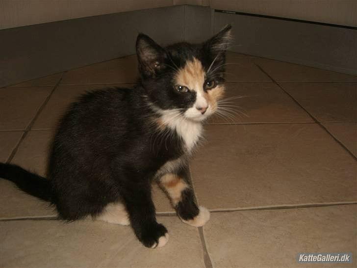 Huskat Gucci solgt & savnet :( billede 3