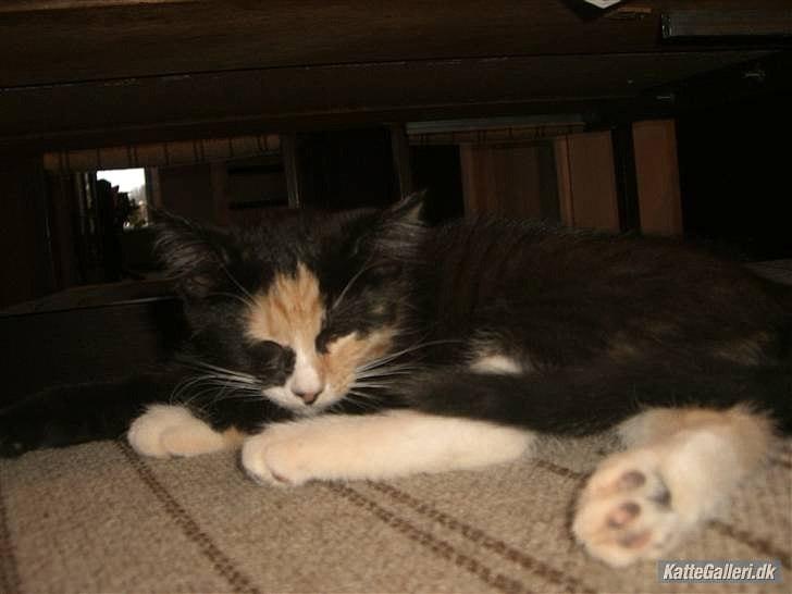 Huskat Gucci solgt & savnet :( billede 4