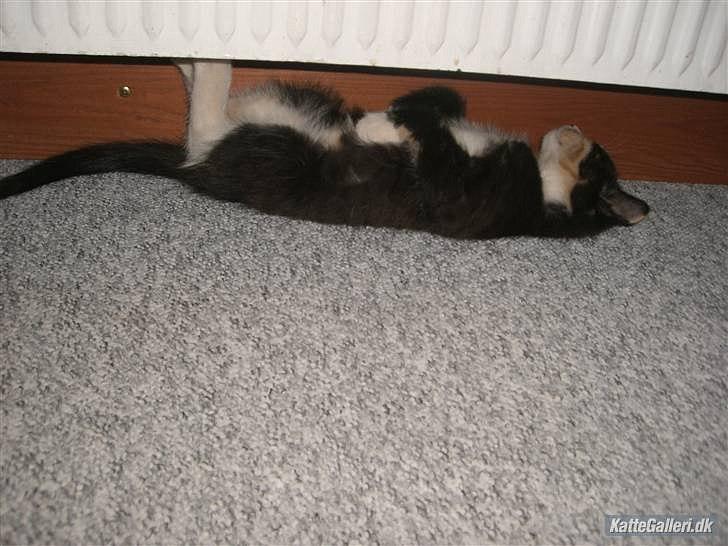 Huskat Gucci solgt & savnet :( billede 5