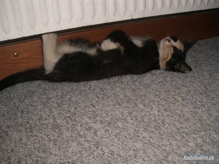 Huskat Gucci solgt & savnet :( billede 7