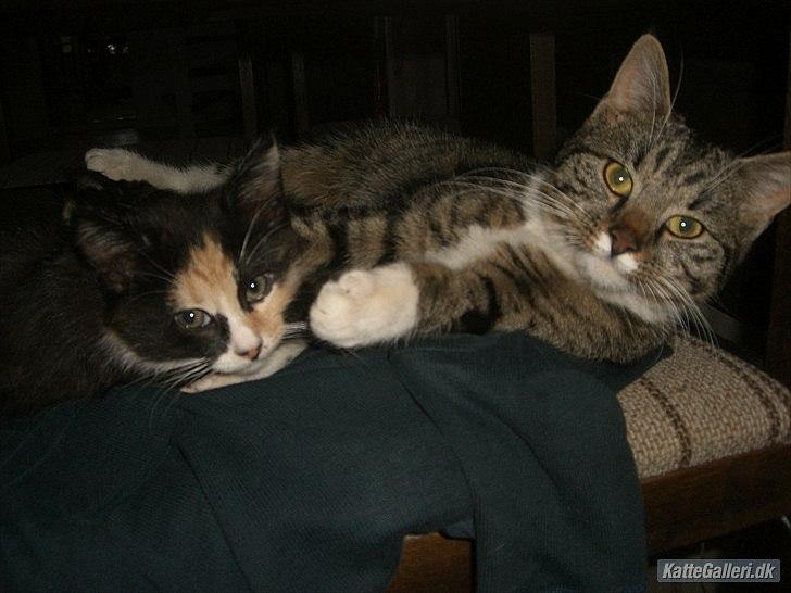 Huskat Gucci solgt & savnet :( billede 8