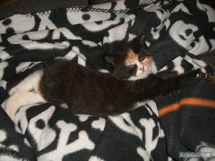 Huskat Gucci solgt & savnet :( billede 9