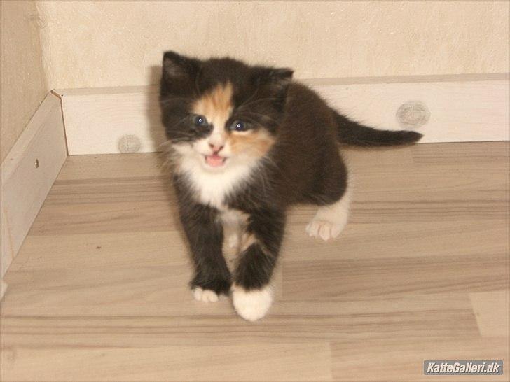 Huskat Gucci solgt & savnet :( billede 13