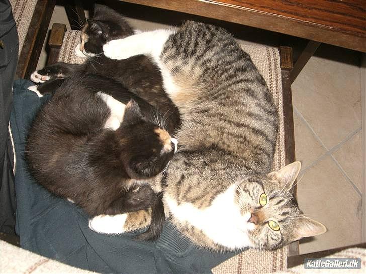 Huskat Gucci solgt & savnet :( billede 10