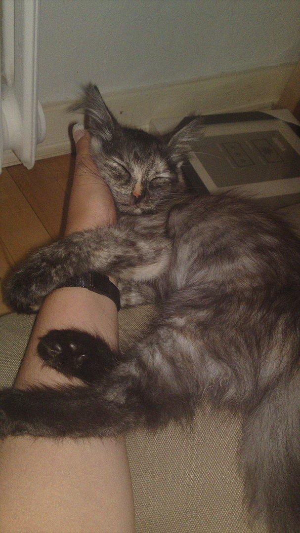 Sibirisk Kat LZ Tvoislava / Chewie billede 5