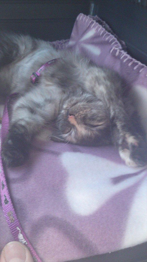 Sibirisk Kat LZ Tvoislava / Chewie - På vej hjem fra opdrætteren d. 10 Juli - 11 billede 4