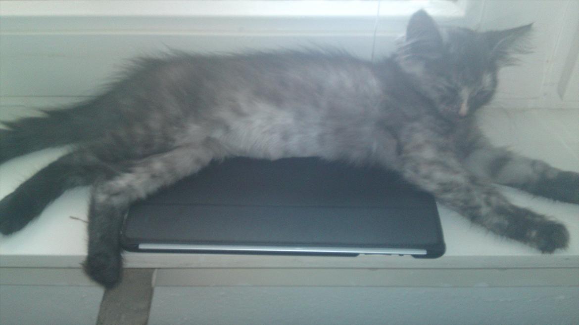 Sibirisk Kat LZ Tvoislava / Chewie - Ligger lige og flader ud på fars iPad ;D billede 6
