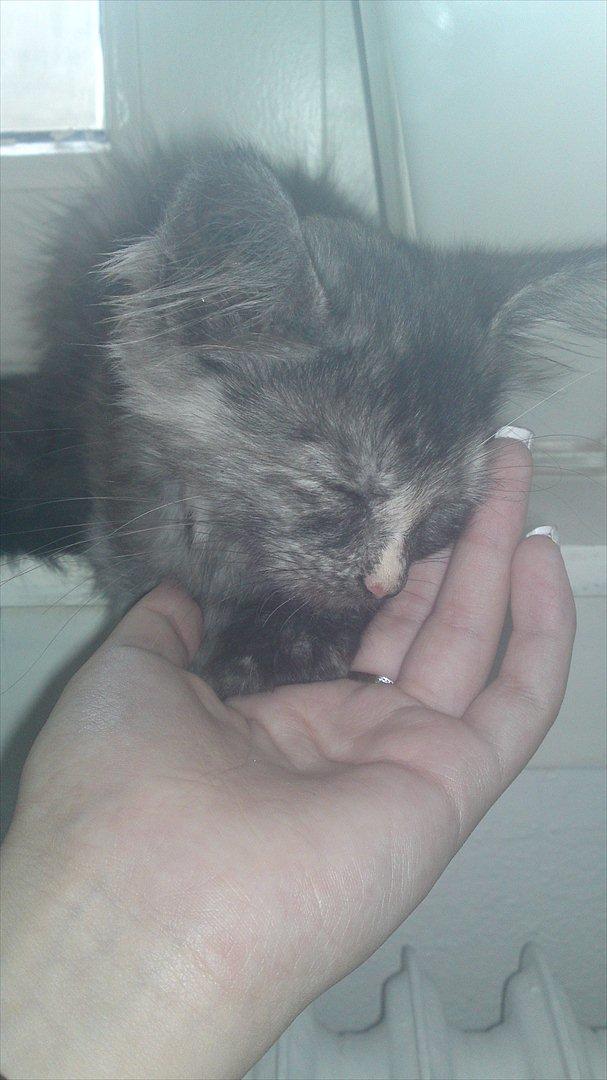 Sibirisk Kat LZ Tvoislava / Chewie billede 7