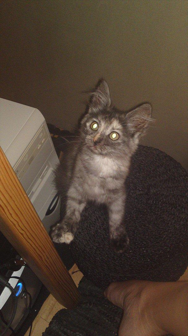 Sibirisk Kat LZ Tvoislava / Chewie - 3 mdr og helt ny i hjemmet <3 Lille bitte.. billede 8