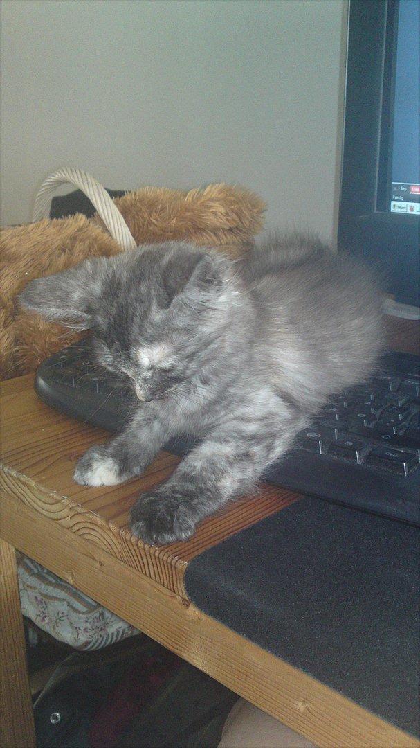 Sibirisk Kat LZ Tvoislava / Chewie billede 9