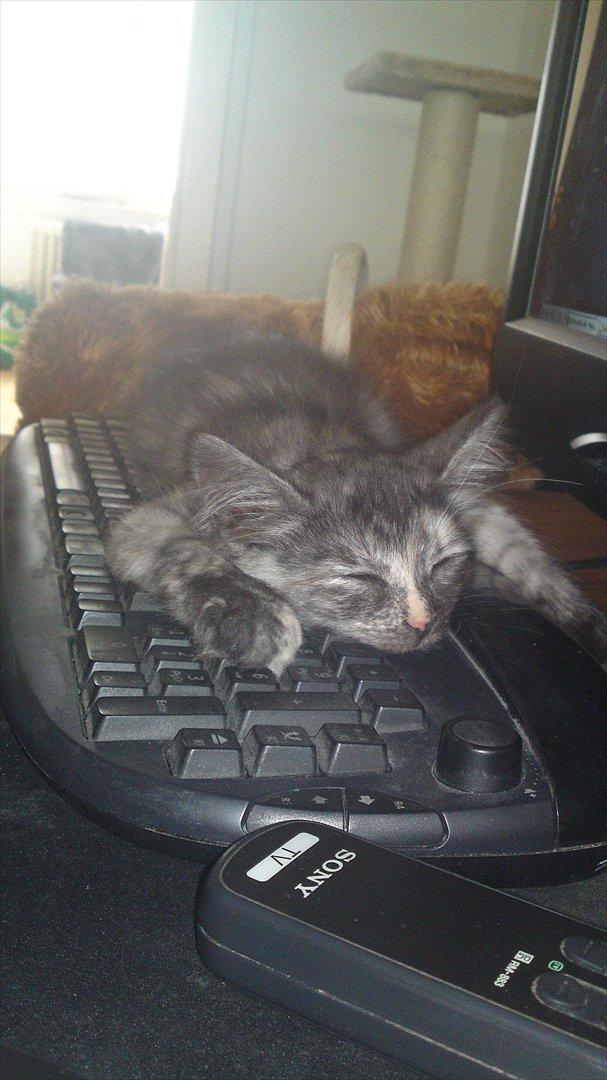 Sibirisk Kat LZ Tvoislava / Chewie billede 10