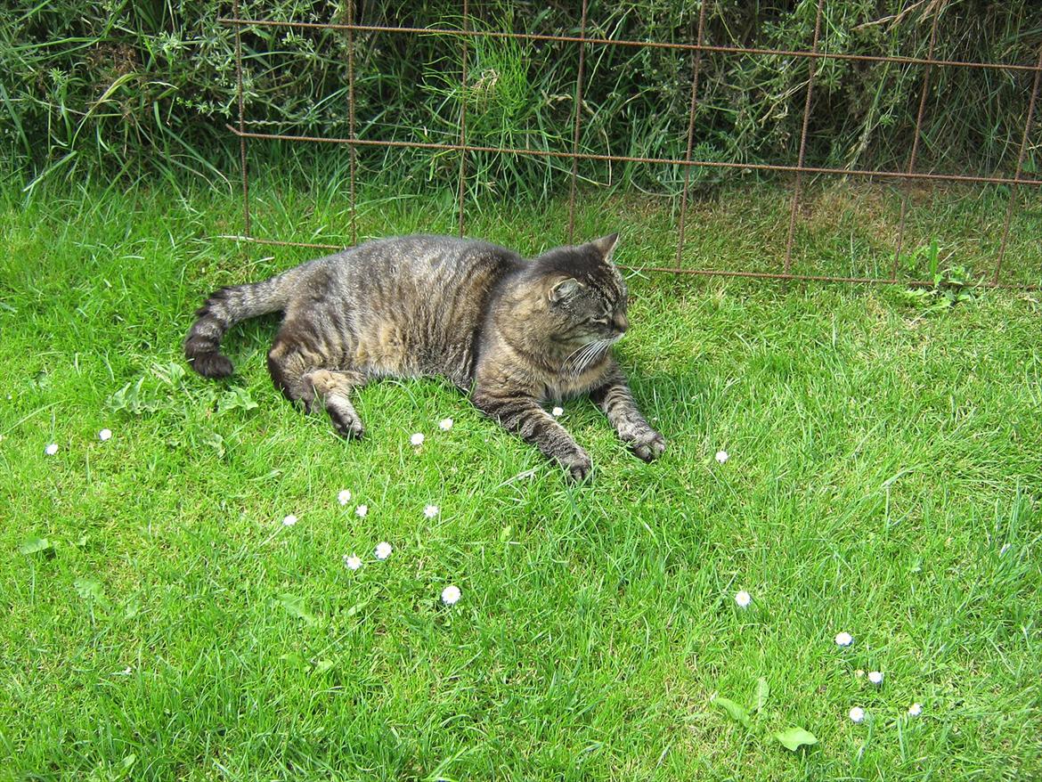 Huskat Peter billede 3