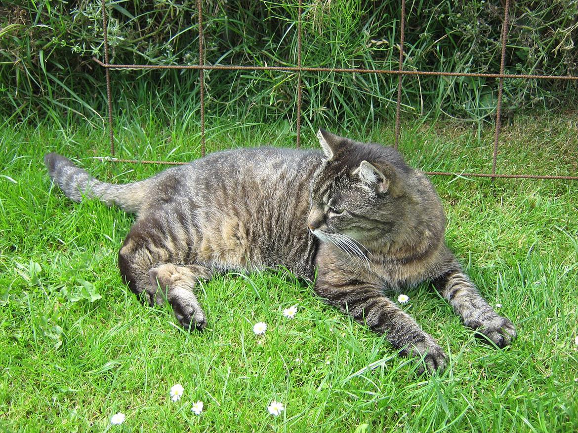 Huskat Peter billede 4